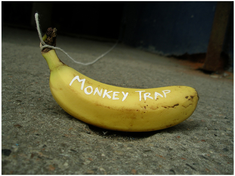 Coconut Monkey Trap
