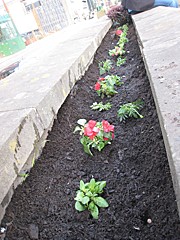 Guerrilla Gardening